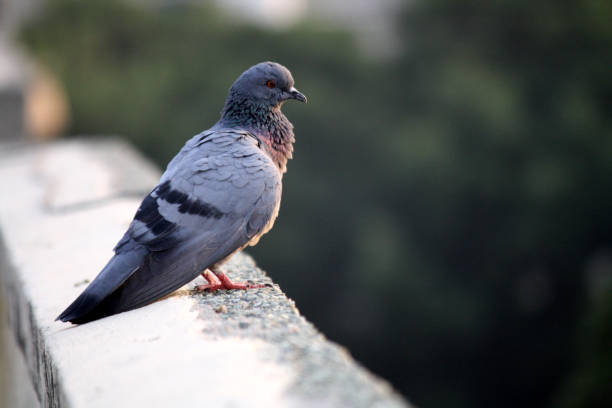 istock Adult Rock Dove (Columba livia) watching from a parapet : (pix Sanjiv Shukla) 2150789760