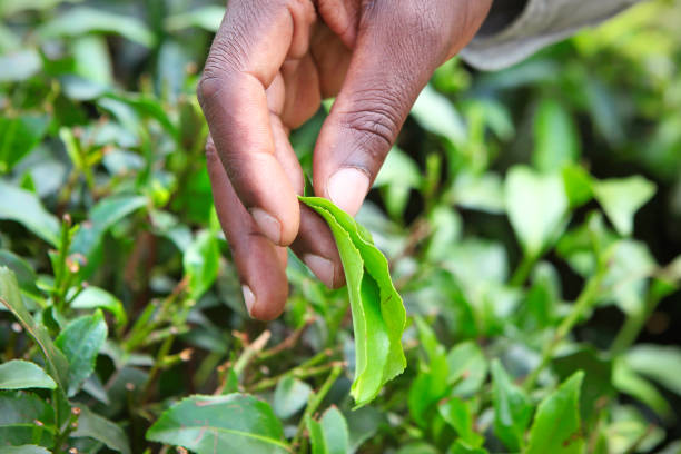 Detail of local worker's hand picking fresh tea leaves on the plantation
