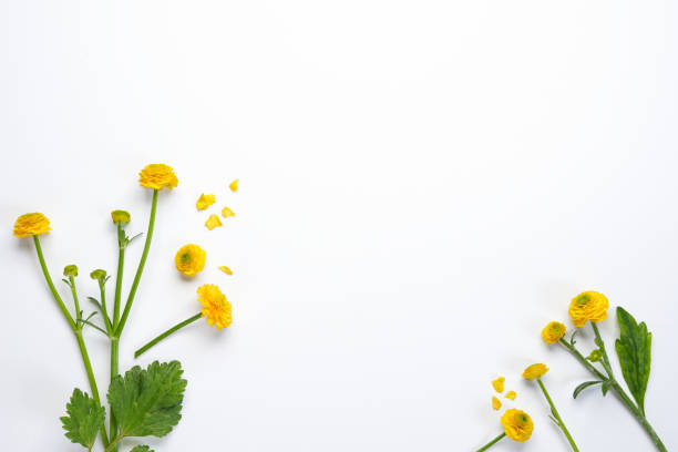 istock Yellow Asian ranunculus flowers, bright bouquet on a white background. Top view, flat lay. Space for text. 2150791293