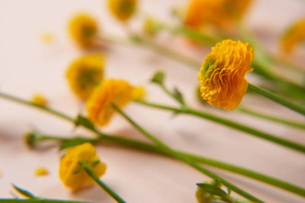 Yellow buttercups on a beige background. Top view. Flat lay. Space for text.