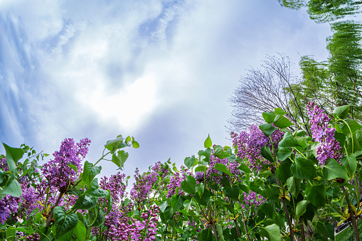 A view of the sky from the ground surrounded by lilacs. Look up. Syringa persica. Nature photo with writing space.