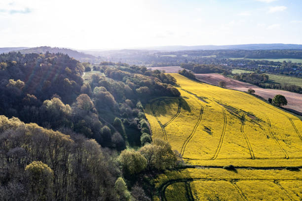 istock Rapeseed field British agriculture Surrey England 2150793315