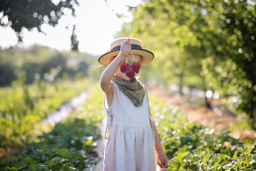 Child picking strawberries. Kids pick fresh fruit on organic strawberry farm. Children gardening and harvesting. Toddler kid eating ripe healthy berry. Outdoor family summer fun in the country.