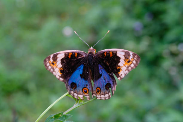 istock The Blue Pansy butterfly perched on a daisy flower 2150794682
