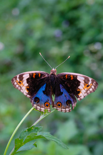 istock The Blue Pansy butterfly perched on a daisy flower 2150794714