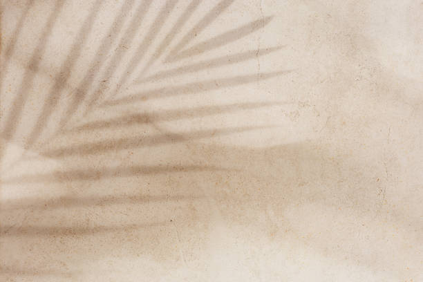 istock Summer minimal style background with shadow from natural palm leaf on light beige concrete background, hard light, copy space. Pastel colored aesthetic photo with palm shadows at sunlight. 2150794971