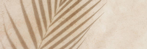 istock Summer minimal style background, banner with shadow from natural palm leaf on light beige concrete, hard light, copy space. Pastel colored aesthetic photography with palm shadows at sunlight. 2150794974