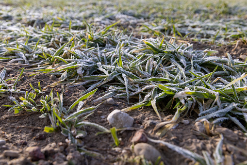 green winter wheat covered with ice in winter, wheat growing in winter during frosts in sunny weather