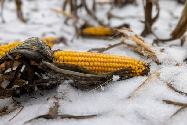 A snow-covered cornfield in winter, corn lies in the snow after harvesting and snowfall