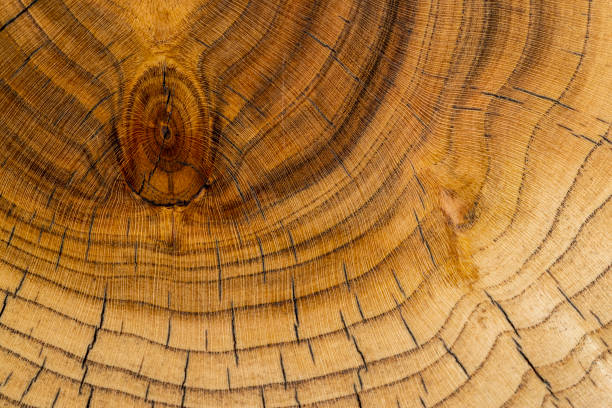 istock a beautiful cut of a walnut tree processed for decoration and use 2150795081