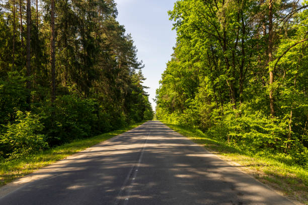 istock paved road with trees in the forest in sunny weather 2150795115