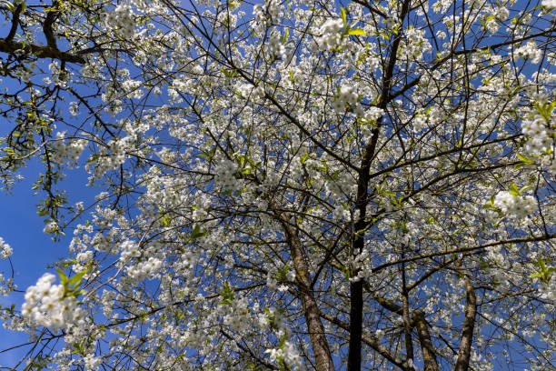 istock cherry blossoms in the orchard 2150795133