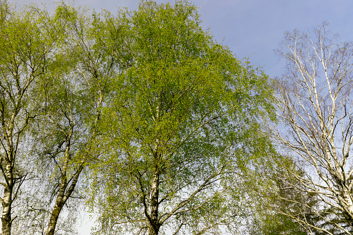 deciduous trees in the spring season during the day, beautiful trees in warm spring weather with the first foliage