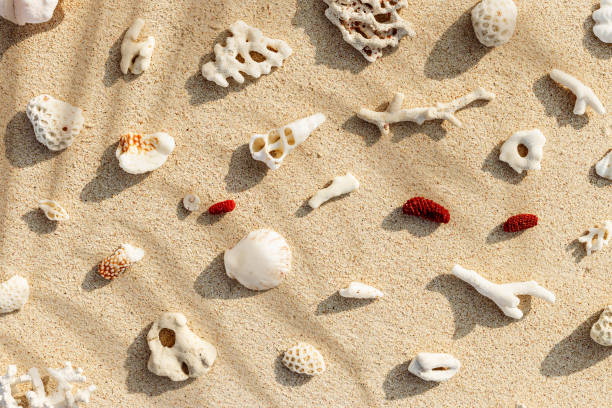 istock Assorted Seashells and corals on Beige Beach Sand and palm leaf shadow, nature flat lay from shells and coral pieces on natural sandy background, minimal creative pattern, neutral tones, above view 2150795216