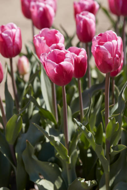 istock Tulip Jumbo Pink flowers in spring 2150796246