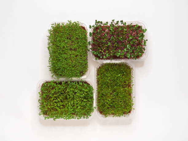 istock Growing various micro-green plants at home in phytolamp light. 2150797492