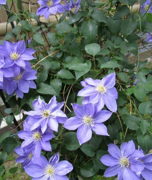 istock close up of clematis flowers 2150797619