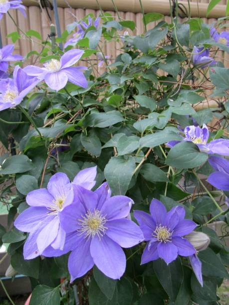 istock close up of clematis flowers 2150797625