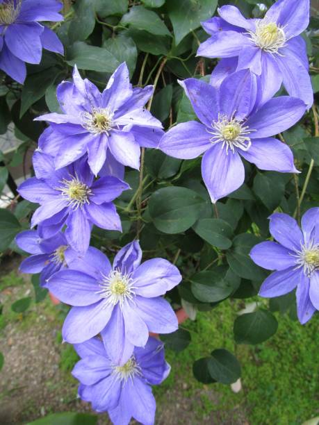 istock close up of clematis flowers 2150797630