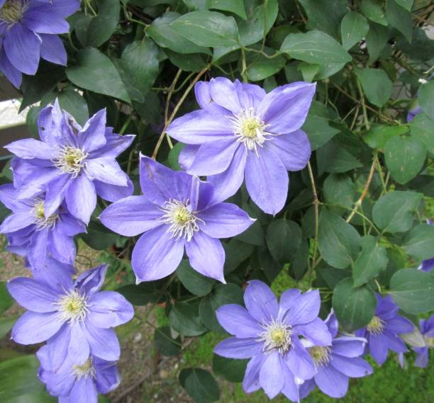 istock close up of clematis flowers 2150797638