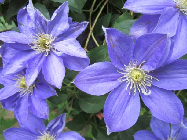 istock close up of clematis flowers 2150797642