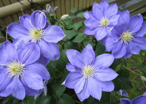 close up of clematis flowers