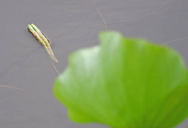 Lotus new leaves in lake pond