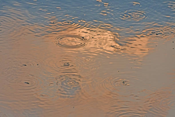 Lake water with fish herd in sunset