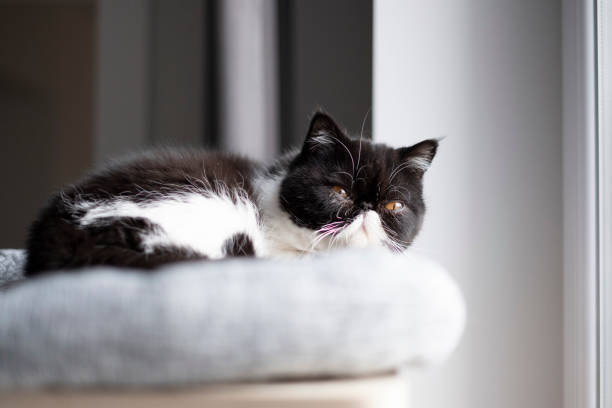 Exotic Shorthair cat relaxing on a cat tree near window