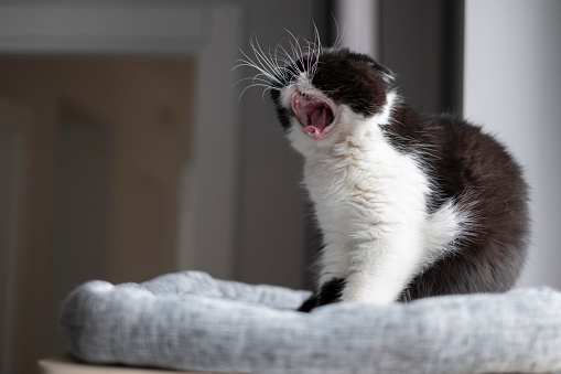 Exotic Shorthair cat yawning on a cat tree near window