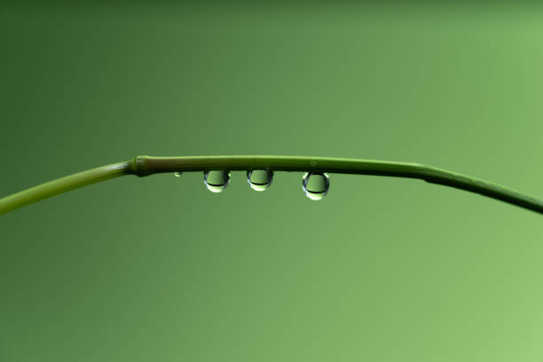 dew drop formations after the rain in the garden