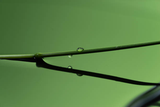 Beautiful water drops on green background