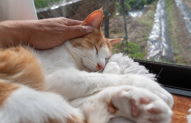 A hand gently strokes a very beautiful domestic cat