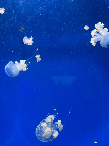 jellyfish swims in the water