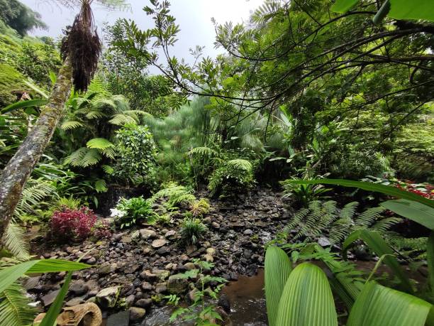 istock Waterfront view full of vegetations at the tropical forest 2150800136