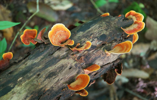 istock Group of Pycnoporus Sanguineus Wild Mushrooms Growing on a Decayed Log 2150800426