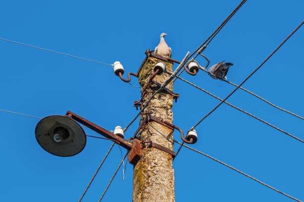Wild pigeons on an old overhead power line pole. Bird on a wire against a blue sky. Ceramic or porcelain electrical insulators