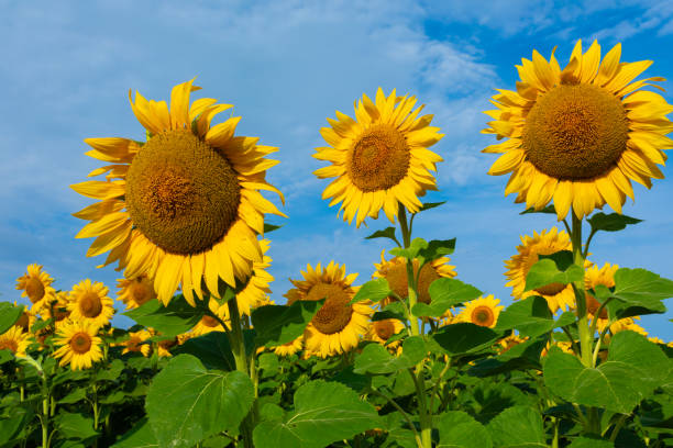 istock Sunflowers are grow on blue sky backgroound 2150801220