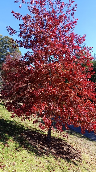 Autumn trees at botanic garden
