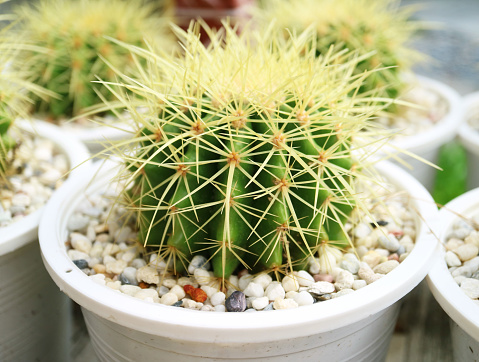 Closeup of Potted Golden Barrel Cactus Plants