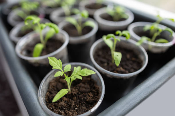 istock seedlings growing in containers on the window sill close up 2150802862