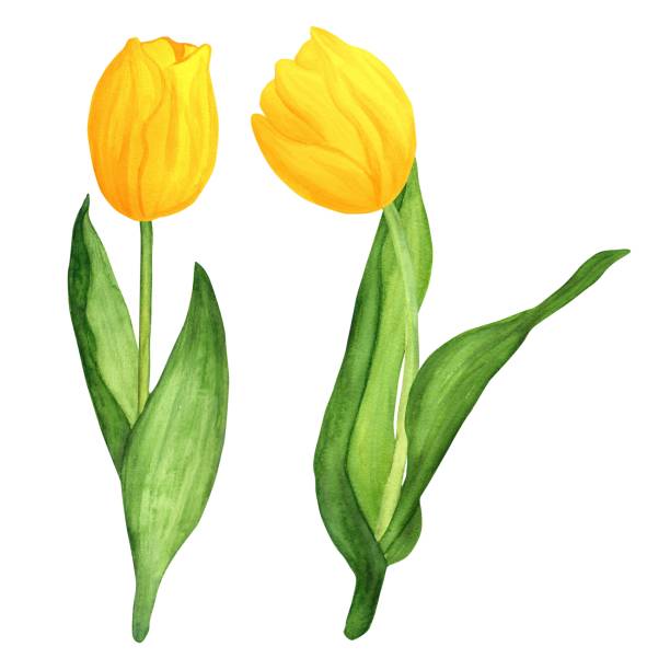 istock Hand-drawn watercolor illustration. Yellow spring tulips for bouquets or any other floral compositions 2150803325