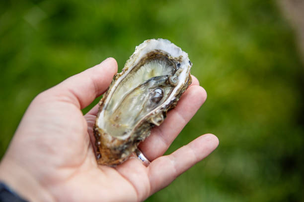 istock Oyster farming in the Netherlands 2150803389