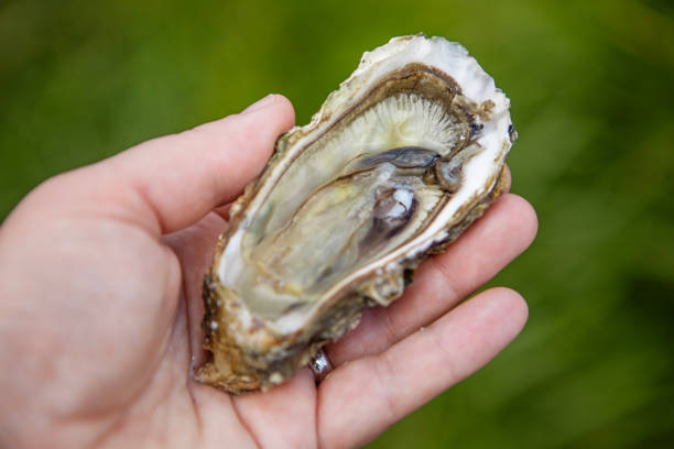 istock Oyster farming in the Netherlands 2150803429