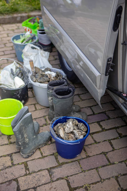 istock Oyster farming in the Netherlands 2150803486