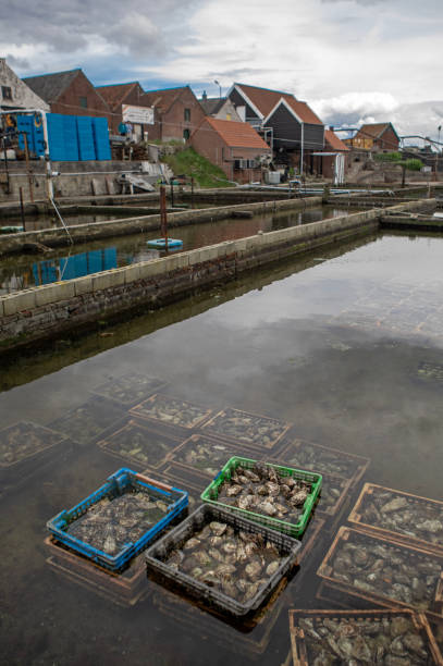 Oyster farming in the Netherlands