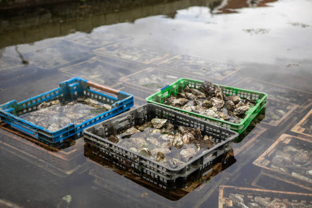 Oyster farming in the Netherlands