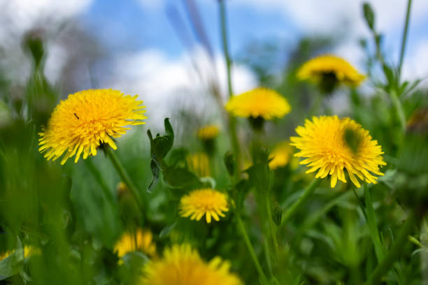 Fluffy dandelion flower against the background of the summer landscape.