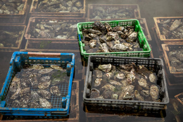 Seafood farming grounds by the seaside