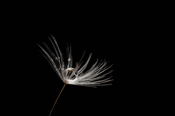 istock Beautiful shiny dew water drop on dandelion seed in nature macro on black background 2150804319